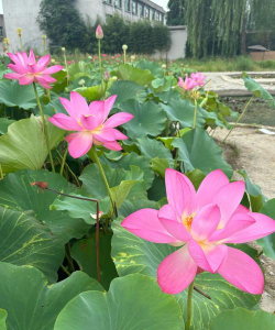 小众送妈妈的花有哪些花