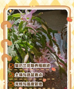 小众送妈妈的花有哪些花