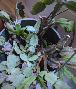 小众送妈妈的花有哪些花