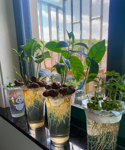 小众送妈妈的花有哪些花