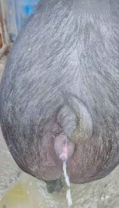 小母猪发抖怎么回事