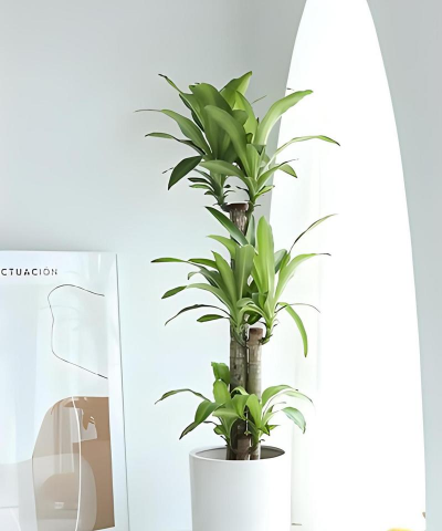 小众送妈妈的花有哪些花