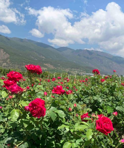 小众送妈妈的花有哪些花