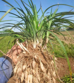 麦冬长成什么样子