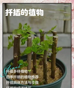 小众送妈妈的花有哪些花