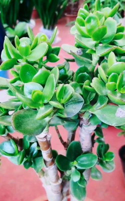 小众送妈妈的花有哪些花