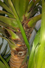 小众送妈妈的花有哪些花