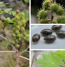 小众送妈妈的花有哪些花