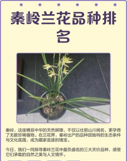 兰花分哪些种类