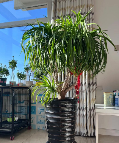 小众送妈妈的花有哪些花