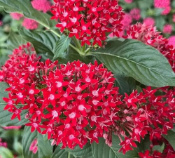 小众送妈妈的花有哪些花