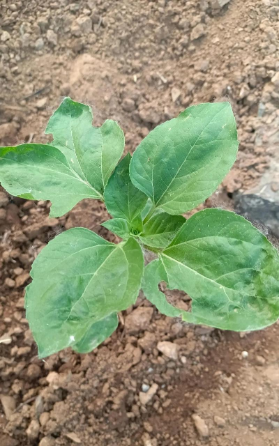 小众送妈妈的花有哪些花