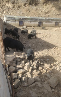 小众送妈妈的花有哪些花