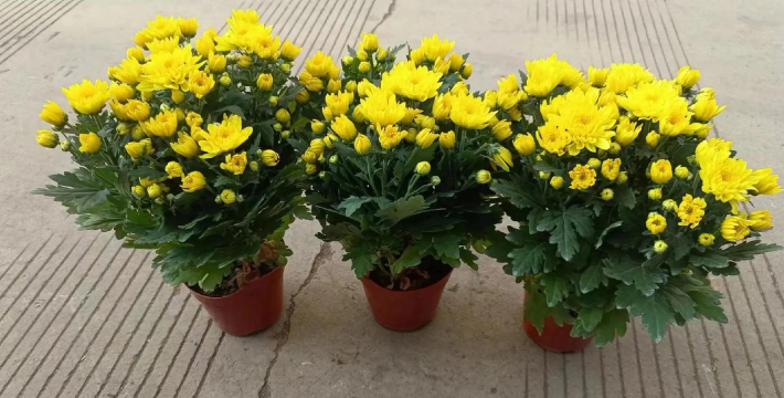 盆栽菊有哪些