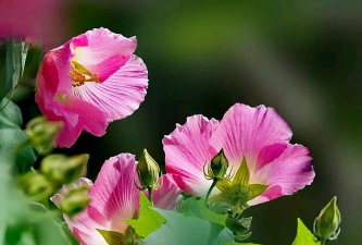 小众送妈妈的花有哪些花