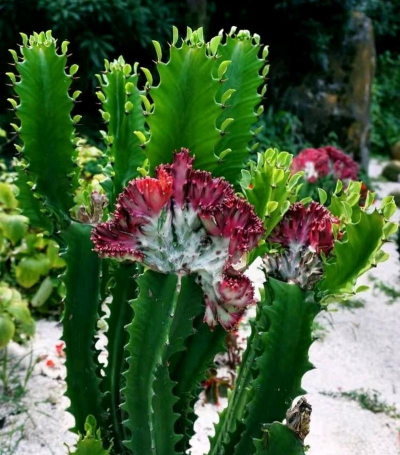 小众送妈妈的花有哪些花