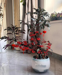 小众送妈妈的花有哪些花