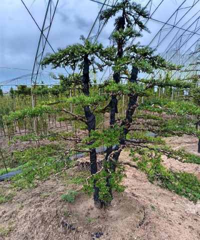 小众送妈妈的花有哪些花