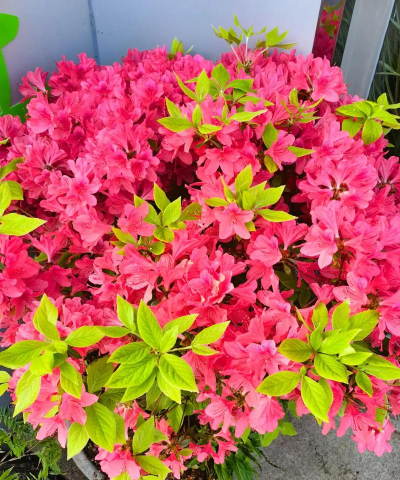 春天适合种植什么花