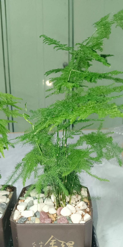 小众送妈妈的花有哪些花