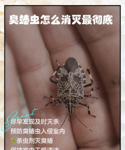 如何防治臭椿树上的虫子