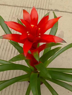 小众送妈妈的花有哪些花