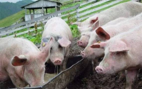 小众送妈妈的花有哪些花