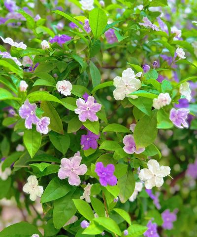 小众送妈妈的花有哪些花