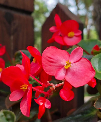 小众送妈妈的花有哪些花