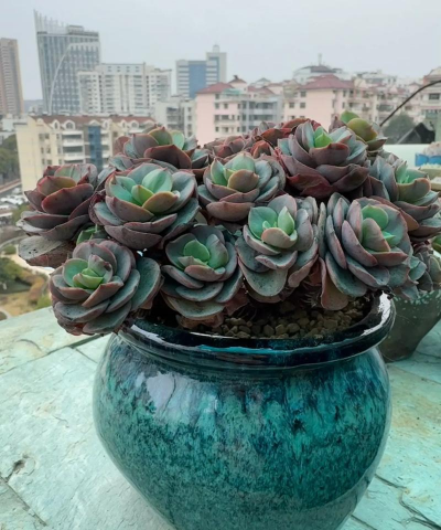 小众送妈妈的花有哪些花