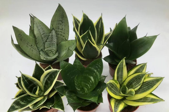 小众送妈妈的花有哪些花