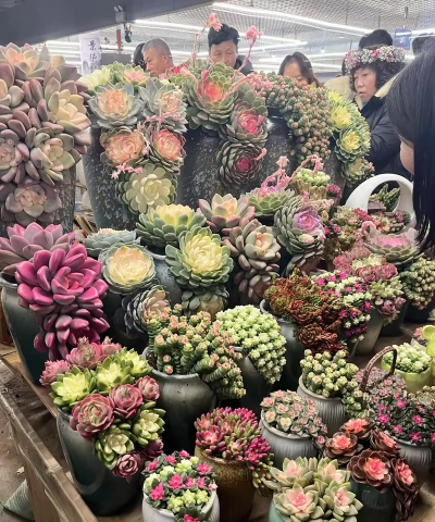 小众送妈妈的花有哪些花