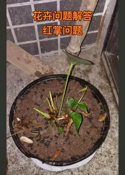 小众送妈妈的花有哪些花