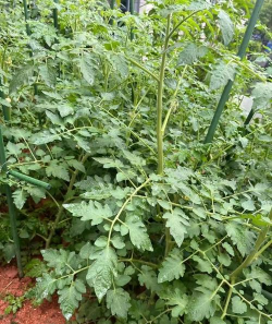 小众送妈妈的花有哪些花