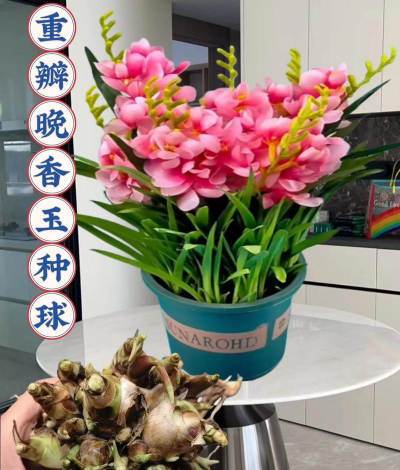 小众送妈妈的花有哪些花