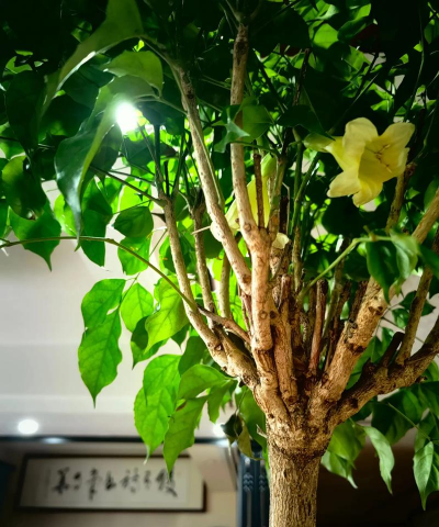 小众送妈妈的花有哪些花