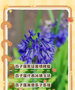 小众送妈妈的花有哪些花