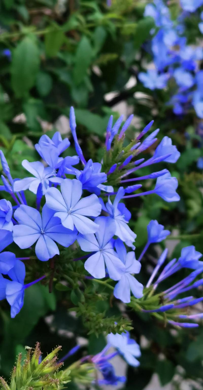 小众送妈妈的花有哪些花