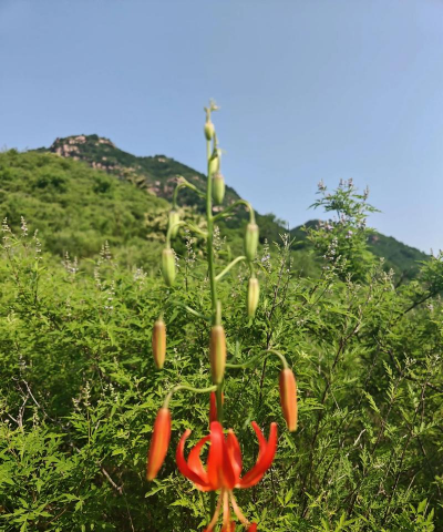 山丹丹花如何种