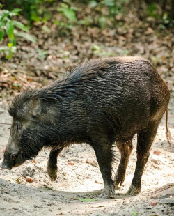 小众送妈妈的花有哪些花