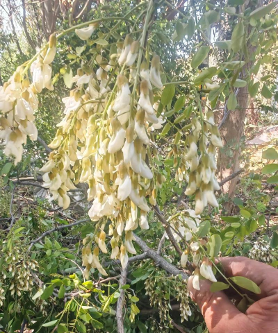 小众送妈妈的花有哪些花
