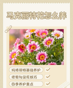 小众送妈妈的花有哪些花