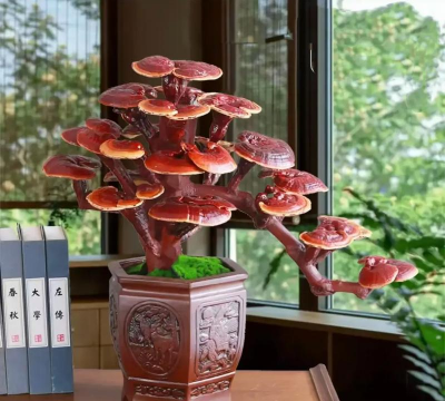 灵芝用什么木养殖