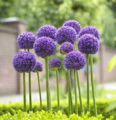 小众送妈妈的花有哪些花