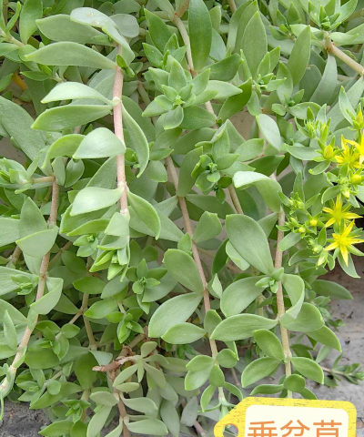 小众送妈妈的花有哪些花