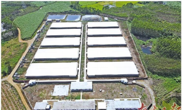 小众送妈妈的花有哪些花