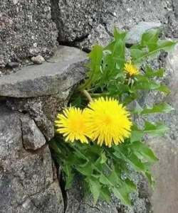 小众送妈妈的花有哪些花