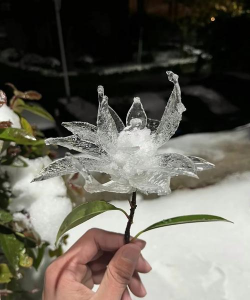 小众送妈妈的花有哪些花