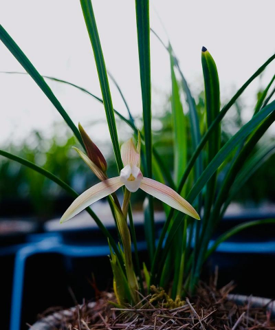 小众送妈妈的花有哪些花