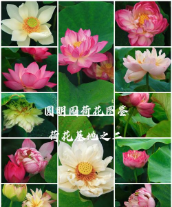 小众送妈妈的花有哪些花